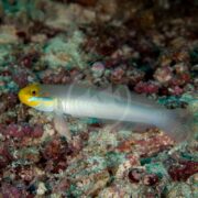 The GOBY - SLEEPER GOLD HEAD Valenciennea strigata, with its bright yellow head and light gray body, glides gracefully near the ocean floor, surrounded by diverse aquatic plants and rocks that enhance the vibrant underwater scene.