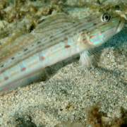 The GOBY - SLEEPER STRIPED Valenciennea longipinnis, with its pale colors and light blue and red horizontal stripes, rests on the sandy ocean floor beside seaweed.