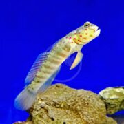 A GOBY - WATCHMAN PINK SPOTTED Cryptocentrus leptocephalus glides gracefully near a rock, its tiny body highlighted by vivid red spots set against a blue aquarium backdrop, while its semi-transparent fins shimmer subtly with touches of color.
