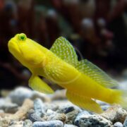 In an aquarium, a GOBY - WATCHMAN YELLOW Cryptocentrus cinctus with vivid green eyes and white spots glides gracefully over small rocks. A blurred dark background suggests elegant aquatic plants, accentuating the gobys serene beauty.