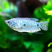 A GOURAMI - BLUE Trichopodus trichopterus swims gracefully in an aquarium, gliding through a lush green backdrop of aquatic plants with its spotted fins adding charm to its peaceful presence in the clear water.