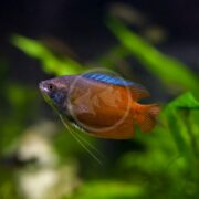 The GOURAMI - DWARF FIRE / FLAME RED Trichogaster lalius elegantly navigates through green aquatic plants in a dimly lit aquarium.