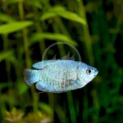 A vibrant GOURAMI - DWARF POWDER BLUE Trichogaster lalius elegantly swims in a lush freshwater aquarium, with its streamlined body and shiny appearance beautifully contrasting against the dark backdrop.