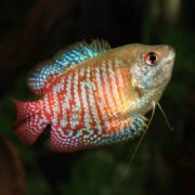 The GOURAMI - DWARF RAINBOW Trichogaster lalius showcases vibrant red, turquoise, and blue scales. Its distinctive fins stand out against a dark background, while its round eye and shimmering body captivate any viewer.