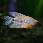 The GOURAMI - PEARL Trichogaster leeri, adorned with a speckled pattern of iridescent blue and red scales, swims gracefully in clear water. Its delicate flowing fins create a striking contrast against the dark, blurred aquatic backdrop.