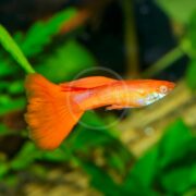 In a softly blurred natural setting, the GUPPY - ALBINO RED Poecilia reticulata glides gracefully with its flowing tail amid lush green aquatic plants in the aquarium.
