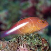 A HAWK - ARC EYE Paracirrhitus arcuatus rests on a coral reef, its bright orange and pink body features a white stripe and intricate eye patterns. Blurred coral and rocks in the background form an enchanting underwater scene.