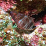 A HAWK - CARIBBEAN REDSPOTTED Amblycirrhitus pinos perches among vibrant coral and green algae, its red and blue spots blending seamlessly with the multicolored reef backdrop. With elegantly extended fins, it harmonizes perfectly with its lively underwater world.