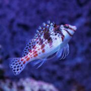 A vibrant HAWK - FALCO SPOTTED Cirrhitichthys falco displays its white, orange, and black patterns while gliding through deep blue waters. Its prominent fins and distinctive spiky dorsal fin enhance the spectacle.