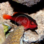 A HAWK - FLAME Neocirrhites armatus, with red eyes and a sleek body, swims near a coral reef, showcasing its vivid orange and black fins against textured rocks and coral.