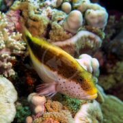 The HAWK - FRECKLE FACED Paracirrhites forsteri hawkfish, with its spotted face and yellow-tinted body, swims amidst vibrant coral and marine life. This scene is filled with rich textures and colors, highlighting a diverse aquatic habitat.