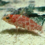 The HAWK - GEOMETRIC PYGMY Plectranthias inermis, with its red spots and translucent fins, sits on the sandy seabed. Its light-colored body features unique patterns resembling a geometric design against a blurred sea floor with scattered textures.