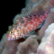 Against a textured coral reef, the small HAWK - PIXY / SPOTTED Cirrhitichthys oxycephalus displays its pink, red, and white hues with fin spines. The scene is set in a dark underwater environment.