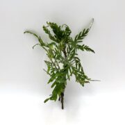 A fresh sprig of green wormwood with jagged, narrow leaves on a light background resembles the lush foliage patterns of HYGRO - PINNA Hygrophila pinnatifida, with naturally arranged branches displaying its characteristic beauty.