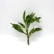 A single stem of HYGRO - TEMPLE Hygrophila corymbosa, a lush green plant with elongated leaves, stands elegantly against a white background. The neatly tied base adds freshness and vitality to its upright form.