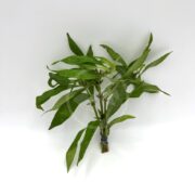 A small bundle of fresh green HYGRO - WILLOW Hygrophila angustifolia leaves, with elongated, serrated edges, tied with a rubber band. The glossy leaves stand out against a plain white background.