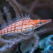 Close-up of the HAWK - LONGNOSE Oxycirrhites typus with its distinctive elongated snout and bright orange and white stripes, nestled among coral branches in its underwater habitat.
