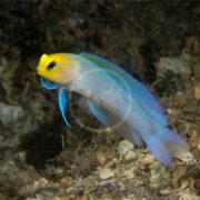 The JAWFISH - PEARLY Opistognathus aurifrons, with its yellow head and blue body, displays a vibrant blue and purple fin while swimming near the reef floor amid rocks and marine vegetation.