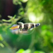 A vibrant clown rocket killifish (Epiplatys annulatus) with bold black and white stripes and a bright orange tail swims in a blurred green aquatic setting.