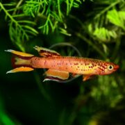 The vibrant KILLIFISH - LYRETAIL Aphyosemion australe swims elegantly among green plants, its reddish-orange body with black spots and long, red-yellow accented fins contrasting beautifully against the dark green backdrop.