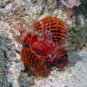 A LIONFISH - DWARF FUZZY (Dendrochirus brachypterus) with vibrant red and orange hues, long spotted fins, and distinctive stripes rests on a rocky underwater surface, expertly blending in.