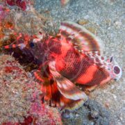 The Fu Manchu Lionfish, or Twinspot Dendrochirus biocellatus, features a vivid red and black pattern on its body and fins. This intricate design helps it camouflage against textured underwater surfaces and blend seamlessly into sandy coral environments.