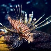 A LIONFISH - VOLITAN Pterois volitans with striking white and orange stripes swims gracefully in dark water, its venomous spines and fins spread wide against a blurred background that highlights its intricate patterns.