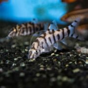LOACH - BOTIA LOCHATA / YOYO Botia almorhae glide over a dark, textured aquarium substrate. The clear water reveals patches of light and reflections above, highlighting their elongated bodies with distinct black and white stripes.