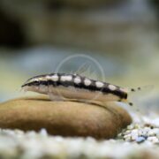 Close-up of a LOACH - BOTIA SIDTHIMUNKI / DWARF CHAIN (Ambastaia sidthimunki) with unique black and white markings, resting on a rock in an aquarium. The softly blurred background accentuates the fishs intricate patterns and translucent fins.