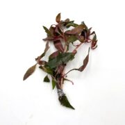 A small bunch of green and reddish-brown leafy greens, resembling the elegant hues of LUDWIGIA - DIAMOND Ludwigia peruensis, with elongated leaves bound at the stems by gray tape against a plain white background.