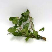 A bunch of LUDWIGIA - INCLINATA with green leaves and hollow stems is tied together with a rubber band against a plain white background.