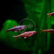 In the lively aquarium filled with plants, MINNOW - RAINBOW SHINER Notropis chrosomus dart gracefully, their iridescent scales reflecting shades of red and purple.