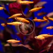 A school of MINNOW - WHITE CLOUD MOUNTAIN GOLD (Tanichthys albonubes) glides through vibrant blue water in a tank, with red and purple aquatic plants flourishing in the background, enhancing the stunning color contrast.