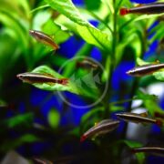 A school of MINNOW - WHITE CLOUD MOUNTAIN Tanichthys albonubes, featuring silver bodies and red tails, gracefully swims among green aquatic plants in the blue-tinted aquarium.