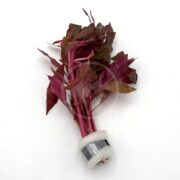 Alternanthera Reineckii Rosanervig