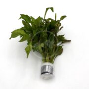 Alternanthera Reineckii Variegatus