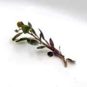 A single stem of MISC BEG - CARDINAL Lobelia cardinalis features long, slender green leaves with purple hints and a subtly purplish-tinted stem, standing gracefully against a plain white background.