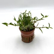 Marsh Bamboo Murdannia Keisak