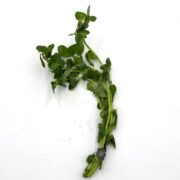 A bunch of fresh green peanut plants with leafy stems, tied together with a small band, and reminiscent of MISC BEG - MONEYWORT Bacopa monneri, placed on a plain white background.