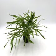 A small black pot contains a MISC BEG - OCTOPUS Pogostemon Stellatus, featuring slender, elongated leaves. The plant, with its vibrant foliage, is set against a plain white background.