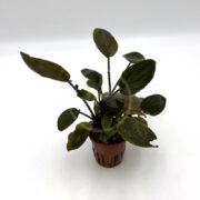Lagendandra meeboldii Red