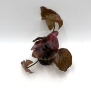 A small aquatic plant with broad, reddish-brown leaves is placed in a small black pot against a plain white background.