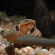 A close-up of a MISC - EEL ROPE / REED FISH Erpetoichthys calabaricus, also known as a ropefish, showing its elongated body and black marks near the gills. The pebble-lined watery background enhances its natural aquatic setting.