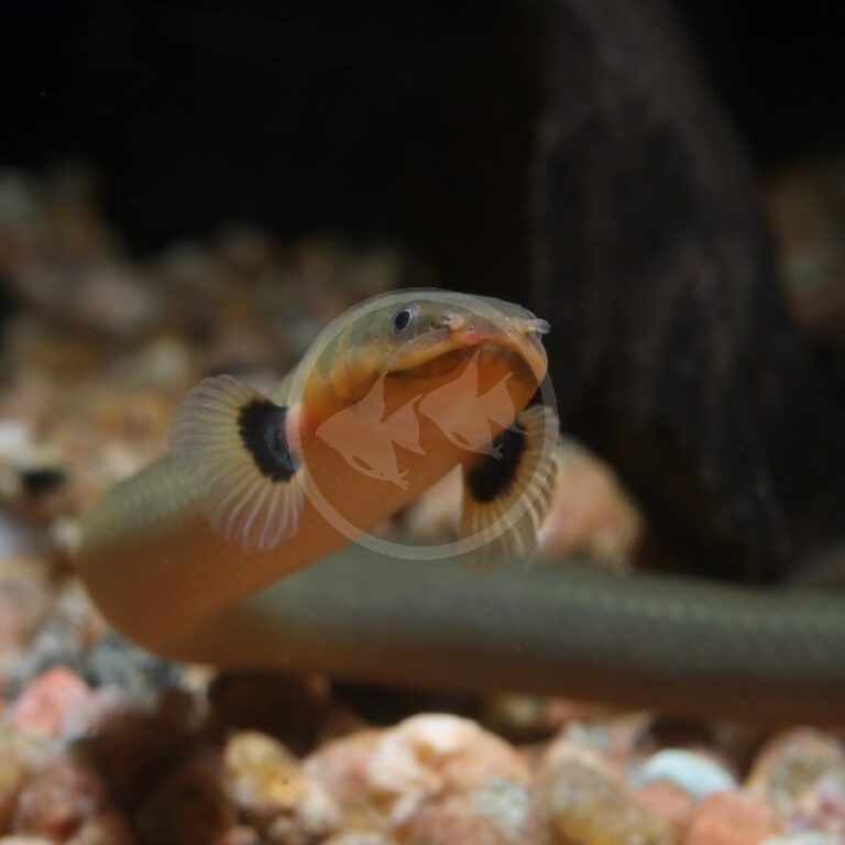 MISC - EEL ROPE / REED FISH Erpetoichthys calabaricus - Aquatics Unlimited