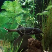 A black ghost knife fish elegantly swims beside a MISC - ELEPHANT NOSE Gnathonemus petersii, weaving through lush green aquatic plants. Its unique tail and slender body create a mesmerizing underwater display among rocks and natural flora.