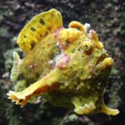 The ANGLERFISH - FROGFISH / ANGLER COLORED Antennarius sp. is expertly camouflaged against rocky underwater backgrounds with its yellow body, green patches, and small holes. It features a large, wide mouth and small fin-like protrusions.
