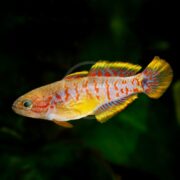 A MISC - GOBY / GUDGEON PEACOCK Tateurndina ocellicauda displays vibrant yellow, red, and blue patterns as it swims gracefully against a dark green backdrop.