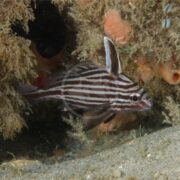 A black and white striped drum, Equetus acuminatus, swims near a reef. Its prominent fins blend into the brown coral and marine plants, showcasing its unique charm in its natural habitat.