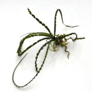 African Onion Crinum calamistratum