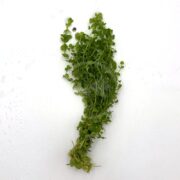 Pearl Weed (Hermianthus Micranthemoides)